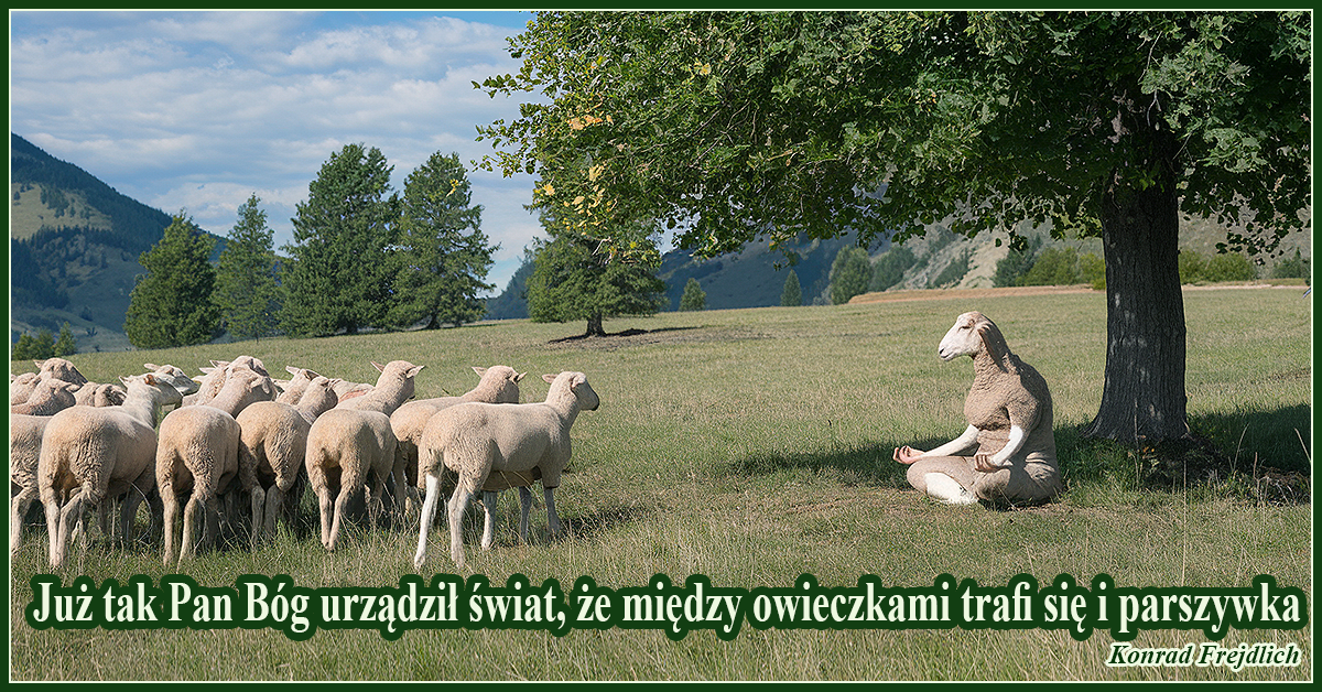 Już tak Pan Bóg urządził świat, że między owieczkami trafi się i parszywka - Konrad Frejdlich